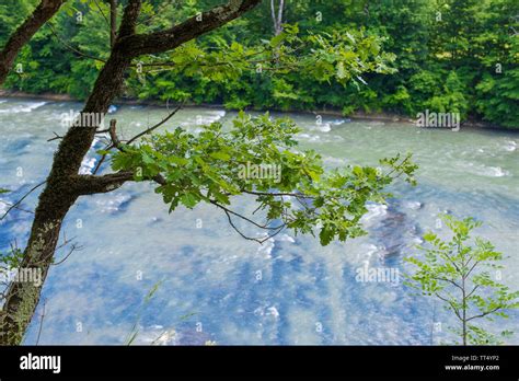 Mossy oak tree hi-res stock photography and images - Alamy