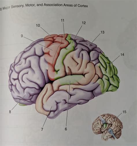 Major sensory, motor, and association areas of cortex Diagram | Quizlet