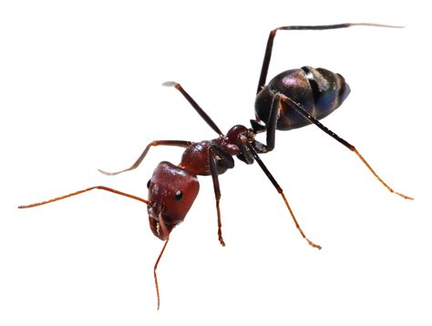 Download Ant PNG Image for Free