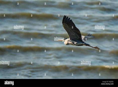 Grey heron flying Stock Photo - Alamy