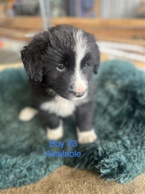 Purebred Border Collie - Berkeley Vale - PetsForHomes