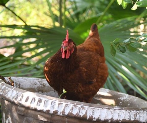 Rhode Island Chicken Facts, Profile, and Characteristics | Agri Farming