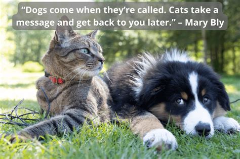 10 Quotes To Sum Up Cat And Dog Friendship | Animal Car Donation