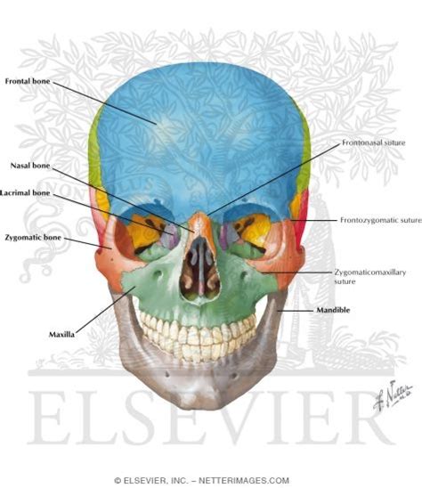 Skull: Anterior View