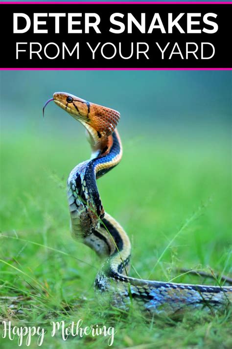 How to Deter Snakes From Your Yard | Snake, Dogs pooping, Keep snakes away