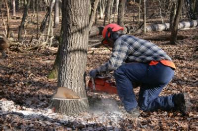 Always Watch Out For Hazards When Cutting Trees