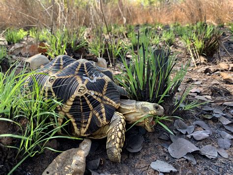 Burmese Star Tortoise - Turtle Survival Alliance