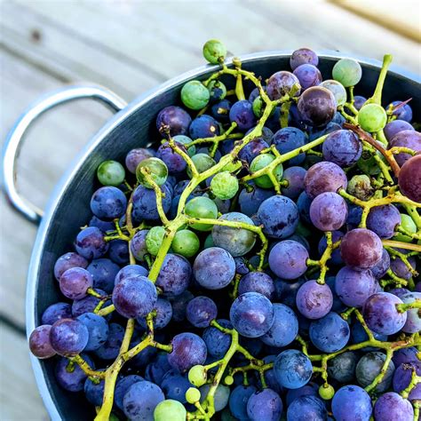 Concord Grapes – Growing a Concord Grape Vine - Bunny's Garden