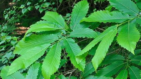 Sweet Chestnut (Castanea sativa) - Woodland Trust