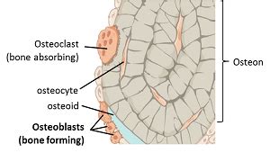 Osteoblast: Definition, Function & Differentiation | Study.com