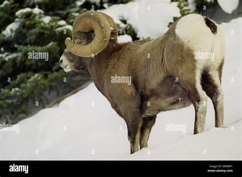 Canada, Alberta, Rocky Mountains, Jasper National Park, Bighorn Sheep ...