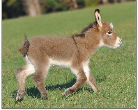 Donkey Baby - Donkeys Wallpaper (25772239) - Fanpop