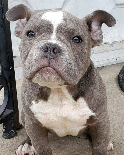 American Bully Puppies For Sale | Bloomfield, NJ #300556