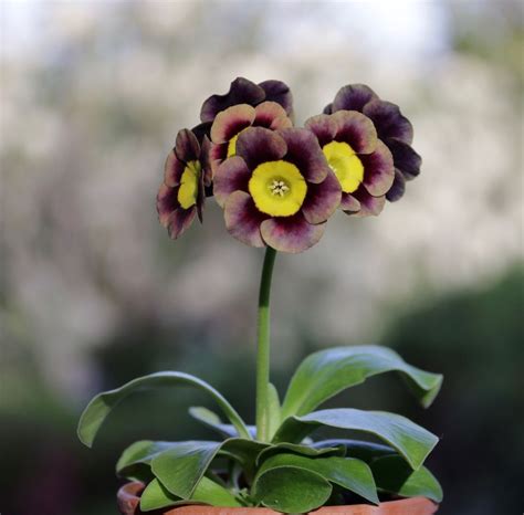 Pin by Elena Melnikova on аурикулы | Primula auricula, Primula, Special ...