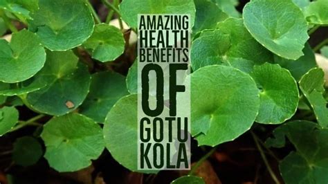 16 Amazing Health Benefits Of Gotu Kola - pangbenta.com