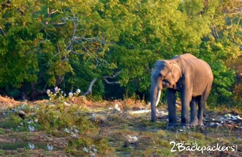 Manas National Park | Tale of 2 Backpackers