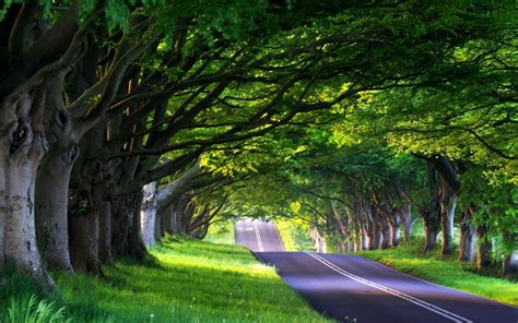 Wallpaper : sunlight, trees, landscape, forest, nature, grass, road ...