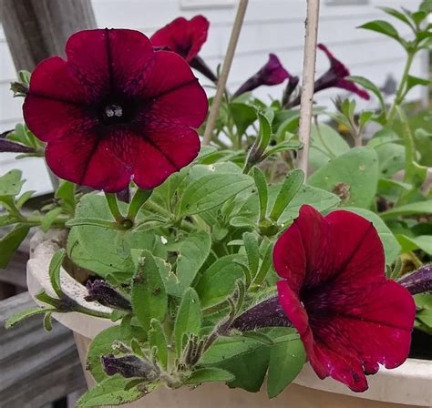 Petunias: Plant Care and Collection of Varieties - Garden.org