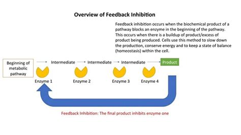 Feedback Inhibition - Definition and Examples | Biology Dictionary