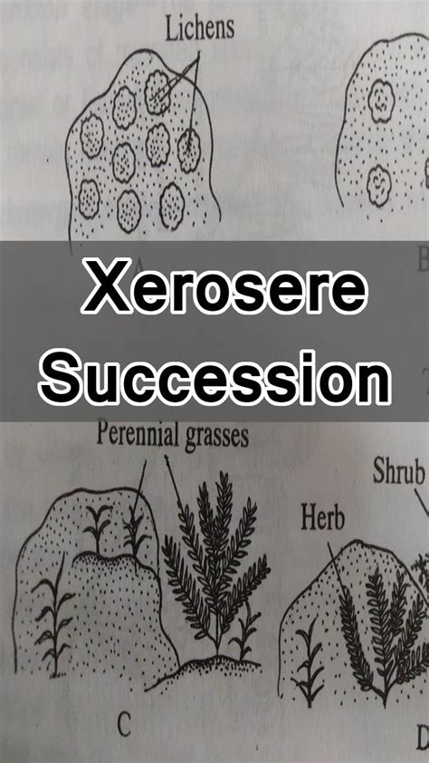 A succession beginning in a dry area is known as xerosere. It also ...