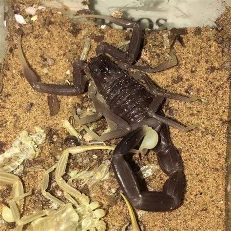 Leiurus jordanensis - Black Deathstalker Scorpion for sale ...