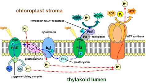 biochemistry - Photosynthesis: What Powers the Splitting of Water ...