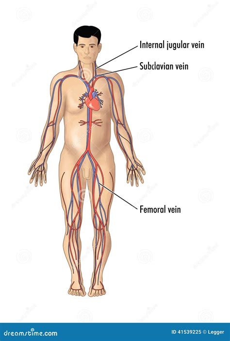 Major Blood Vessels For Central Line Insertion Stock Image ...