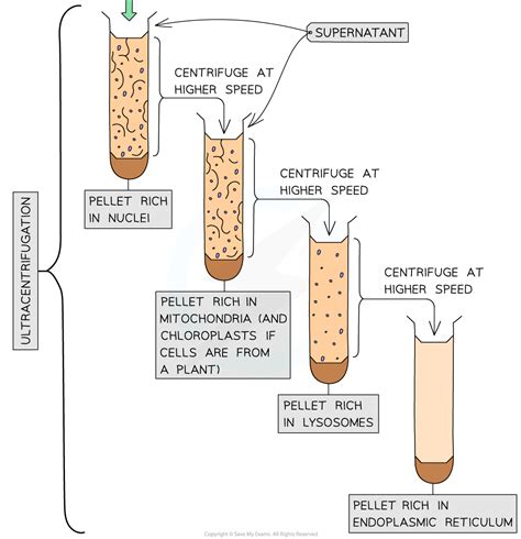 AQA A Level Biology复习笔记2.2.6 Cell Fractionation & Ultracentrifugation-翰林国际教育