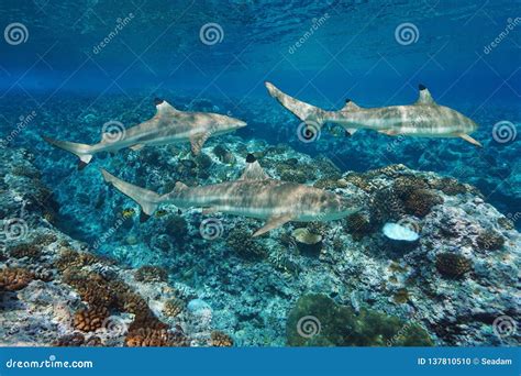 Sharks Underwater and Corals Pacific Ocean Stock Photo - Image of ...