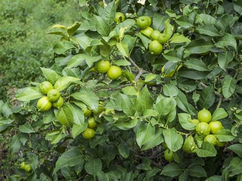 Organic Green Bio Lemon Tree Stock Photo - Image of color, crop: 118188892