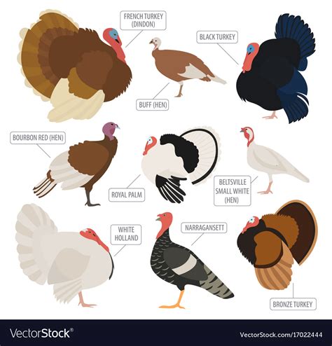 Poultry farming turkey breeds icon set flat design