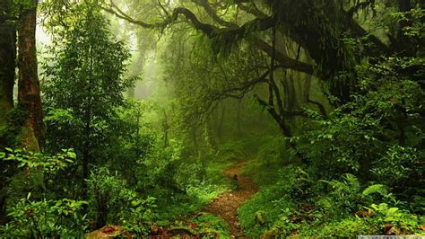 Tropical forest path, forest, path 1366x768, tropical, HD wallpaper | Peakpx