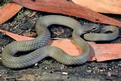 White Lipped Snake - Snakes Of South Australia