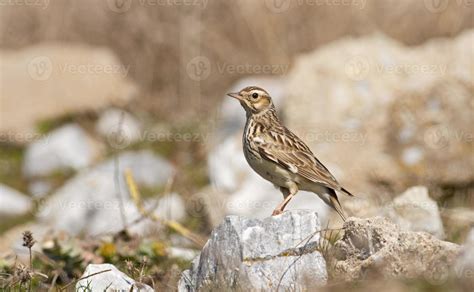 Woodlark 1325772 Stock Photo at Vecteezy