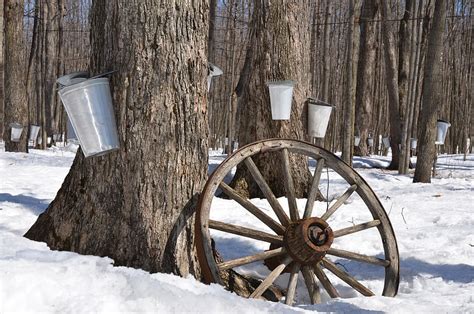 Ferguson Farm Vermont Maple Syrup | 100% Pure Maple Syrup