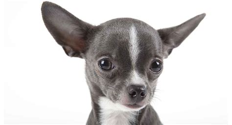 Chihuahua Lifespan – How Long Do Chihuahuas Live?