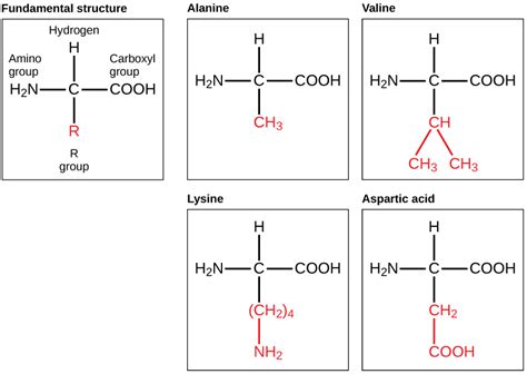 Fajarv: Protein Molecule Examples