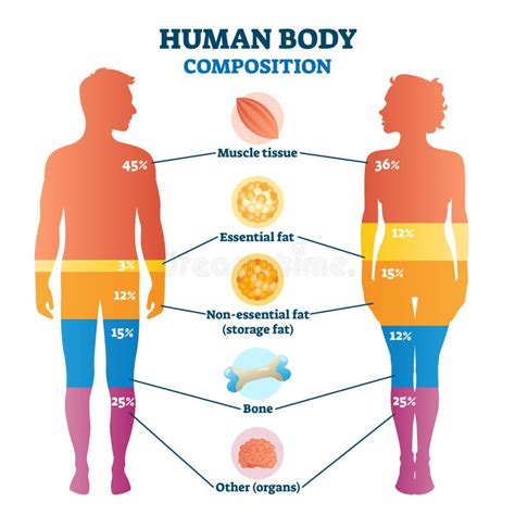 Human Body Elements, Vector Illustration Infographic Stock Vector - Illustration of diagram ...