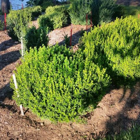 Sprinter® Boxwood | Boxwood landscaping, Backyard landscaping ...