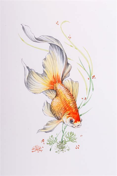 Golfish - Watercolor | Fish drawings, Koi art, Koi fish drawing