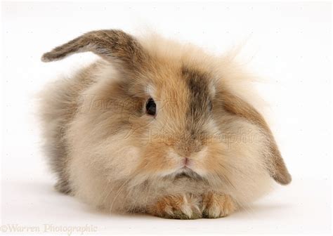 Fluffy brown bunny photo WP40451