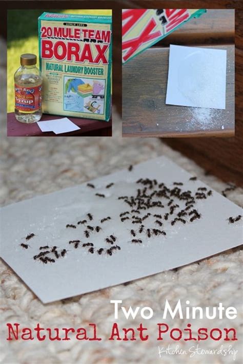 How to Make Homemade Non-Toxic Ant Poison