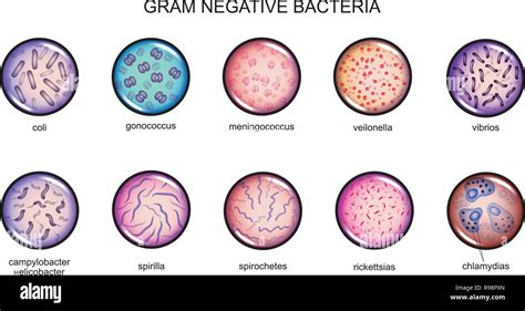 Microbiology Gram Negative Bacteria