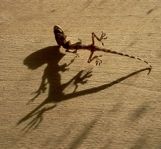 Dual Mortality | A house gecko found in a roasting pan up in… | Flickr