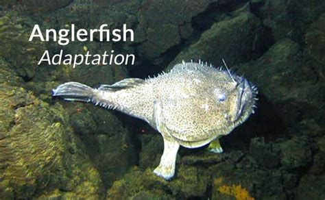 Anglerfish Adaptations - How do Angler Fish Survive? - SeaFish