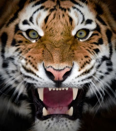 painting tigers | Animals wild, Wild cats, Tiger pictures