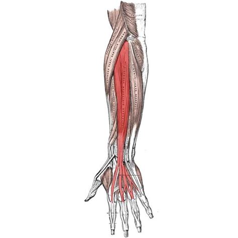 Extensor Digitorum Anatomy: Origin, Insertion, Actions - The Wellness Digest