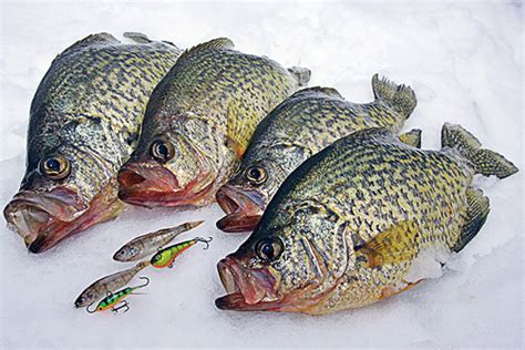 Ice Fishing for Crappie: Tips & Tactics - Game & Fish