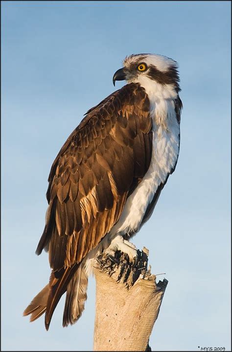 Osprey