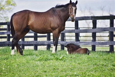 Airdrie Stud (Midway) - All You Need to Know BEFORE You Go